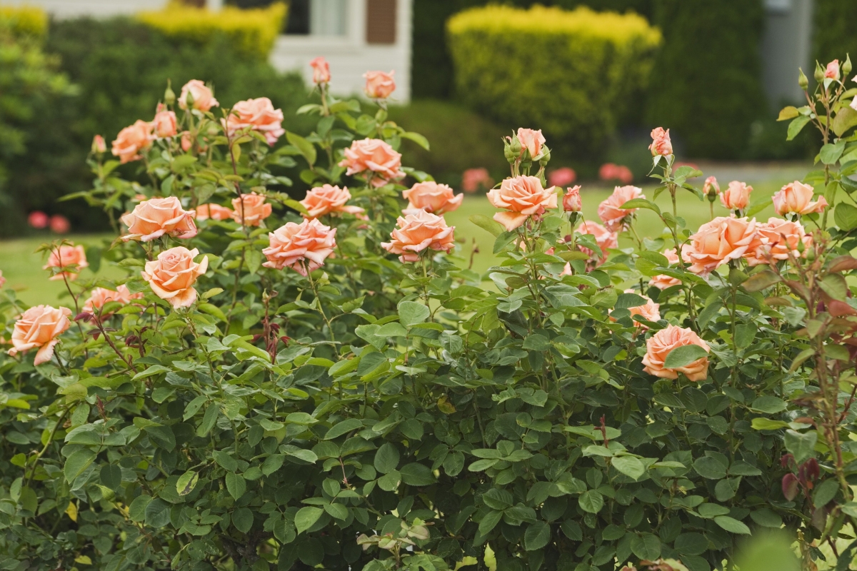 krzewy roz w przydomowym ogrodzie